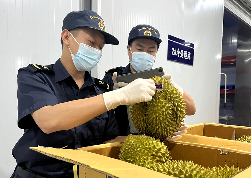 磨憨铁路口岸综合性指定监管场地水果查验区内,海关关员正在查验进口榴莲。勐腊海关供图